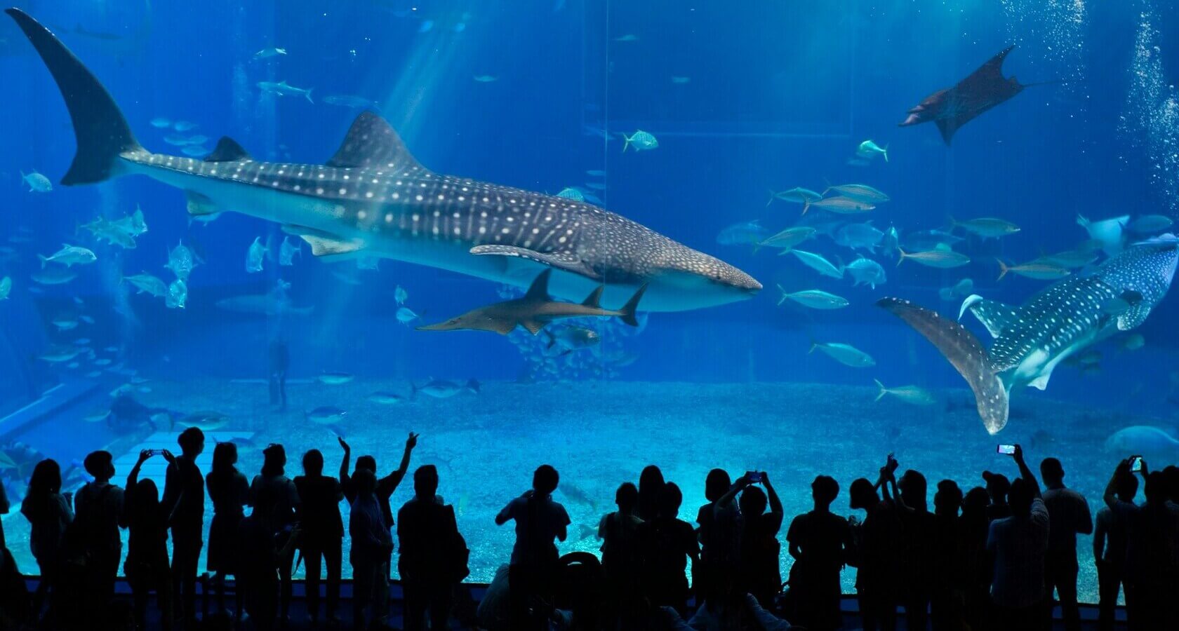 Океанариум Джорджии