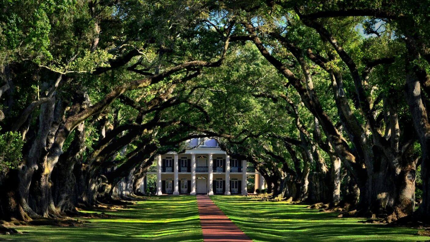 Плантация Дубовая Аллея