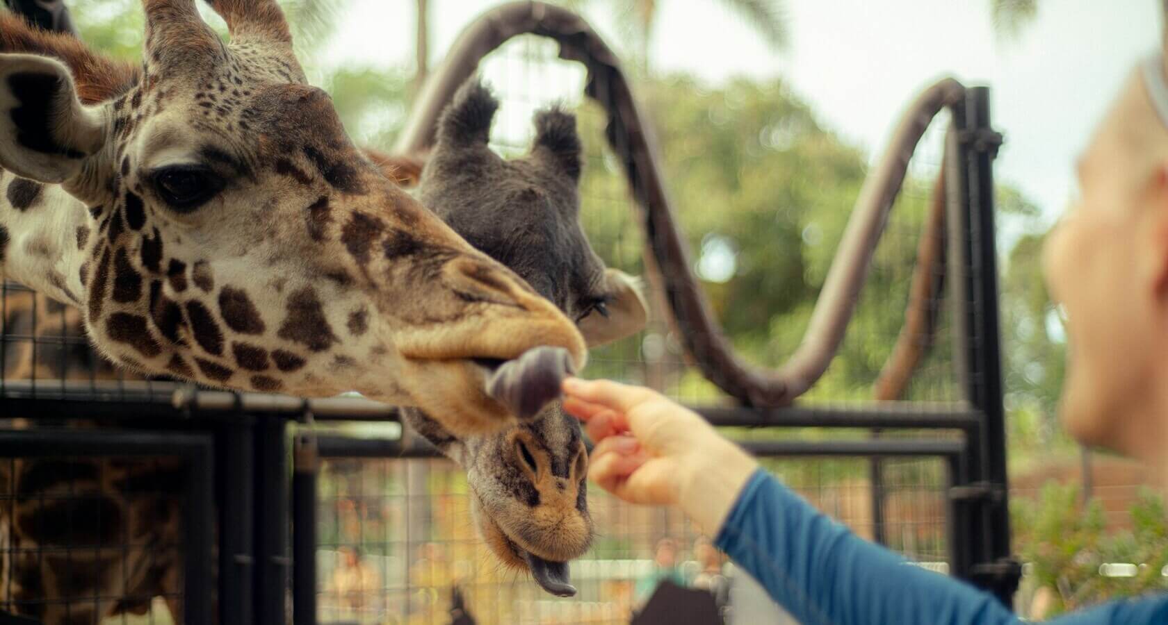 Зоопарк Сан-Диего